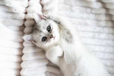 Güzel beyaz İskoç bir kedi yavrusu beyaz pelüş bir battaniyenin üzerinde yatıyor.