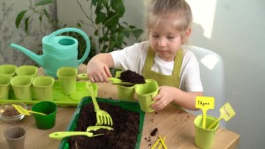 Küçük sarışın bir kız fidanlar için tohum ekmekle meşgul, tohum yetiştirmek için saksılara toprak döküyor. Bahçıvanlık konsepti