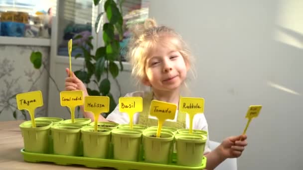 Маленька Блондинка Фартусі Посміхається Займається Посадкою Насіння Розсади Мікрозелені Концепція — стокове відео