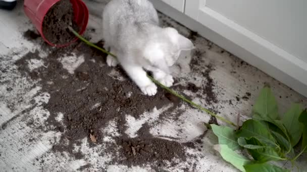 Biały Kotek Upuścił Roślinę Zwierząt Domowych Kopie Łapy Ziemi Uszkodzenia — Wideo stockowe