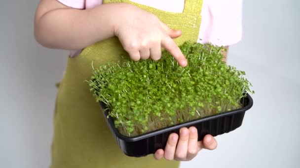 Barnet Håller Fröplanta Mikrogröna Sina Händer Och Undersöker Groddarna Trädgårds — Stockvideo