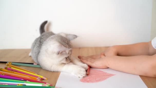 Seorang gadis kecil berambut pirang menggambar hati dengan pensil berwarna, dan kucing putih Skotlandia duduk di sampingnya dan bermain dengan pensil — Stok Video