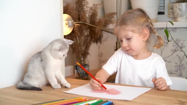 A little blonde girl is drawing a heart with colored pencils, and a white Scottish kitten is sitting next to her and playing with a pencil — Stock Video