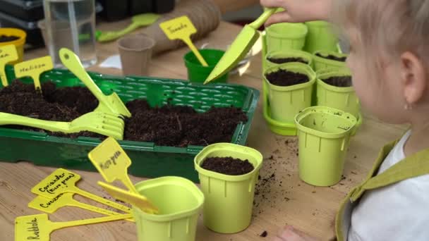 Een klein blond meisje is bezig met het planten van zaden voor zaailingen, gieten aarde in potten voor het kweken van gewassen. het begrip tuinieren — Stockvideo