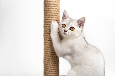 Açık arkaplanda kehribar gözlü beyaz kedi yavrusu pençelerini bileyerek kameraya bakar. Hayvan bakımı kavramı.