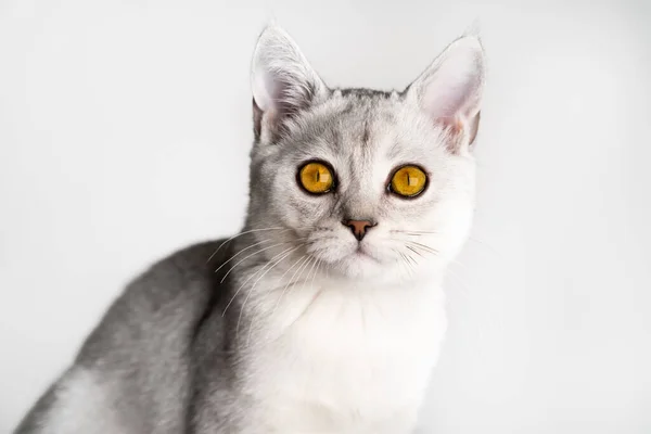Gato Chinchilla Escocés Orejas Rectas Plateado Con Ojos Amarillos Ámbar —  Fotos de Stock