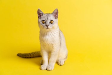 İskoç kedisi, kehribar sarısı gözlü gümüş çinçilla rengi sarı arka planda oturur ve kameraya bakar, mesaj için bir yer..