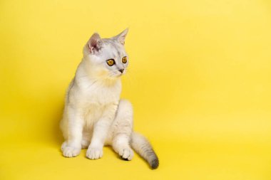 İskoç kedisi, kehribar sarısı gözlü gümüş çinçilla rengi sarı arka planda oturur ve kameraya bakar, mesaj için bir yer..