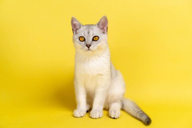 İskoç kedisi, kehribar sarısı gözlü gümüş çinçilla rengi sarı arka planda oturur ve kameraya bakar, mesaj için bir yer..