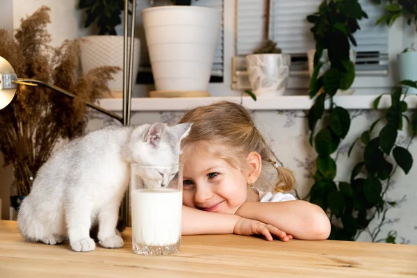 Uma Menina Loira Pequena Senta Uma Mesa Com Gatinho Escocês — Fotografia de Stock