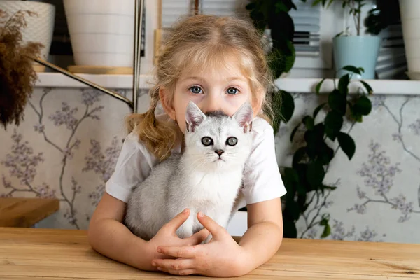 Uma Menina Loira Senta Mesa Gentilmente Abraça Gatinho Escocês Branco — Fotografia de Stock