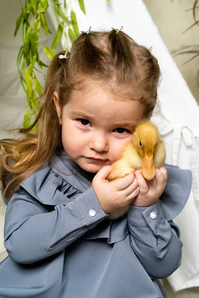 Uma Menina Bonito Abraços Pouco Patinho Amarelo Conceito Feriado Páscoa — Fotografia de Stock