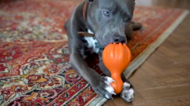 Pitbull köpek yavrusu oyuncağını kemiriyor, gri güzel köpek bebek dişlerini değiştiriyor.