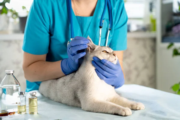 Veterinarian Examines Cat Ears Kitten Veterinarian Inspection Pets Vaccination Animal — Stock Photo, Image