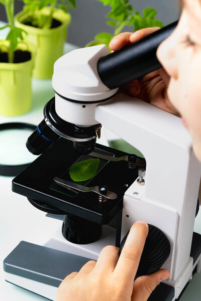close-up microscope and plant study, increasing and studying nature, vertical photo