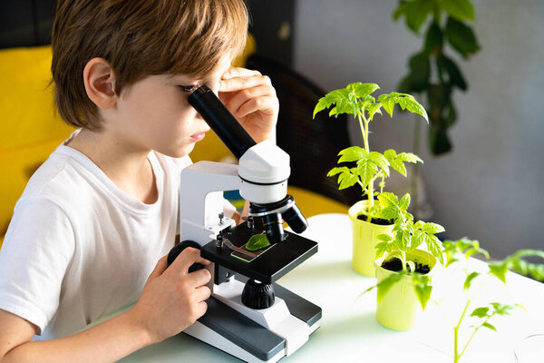 Little boy studies under the microscope plants, enthusiastically looks