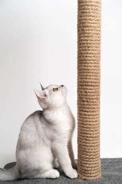 Açık arkaplanda kehribar gözlü beyaz kedi yavrusu pençelerini bileyerek kameraya bakar. Hayvan bakımı konsepti. dikey resim.