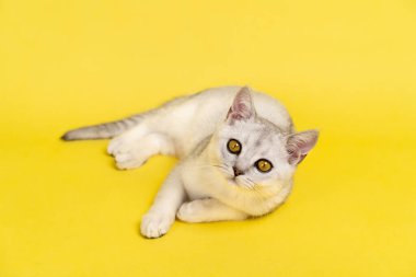 İskoç kedisi, sarı arka planda kehribar sarısı gözlü gümüş çinçilla renginde. Kameraya bakar, mesaj için bir yer..