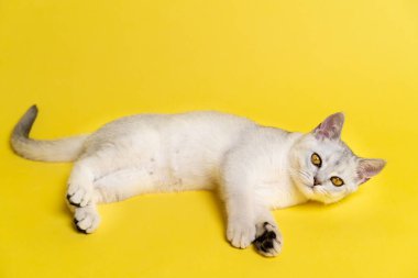 İskoç kedisi, sarı arka planda kehribar sarısı gözlü gümüş çinçilla renginde. Kameraya bakar, mesaj için bir yer..