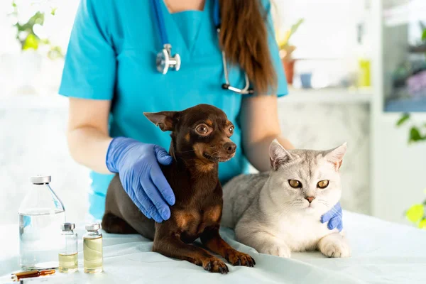 Vet Examinando Cão Gato Filhote Cachorro Gatinho Médico Veterinário Verificação — Fotografia de Stock