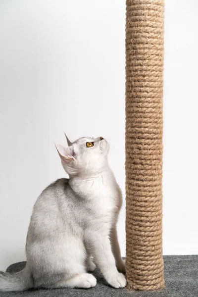 Açık arkaplanda kehribar gözlü beyaz kedi yavrusu pençelerini bileyerek kameraya bakar. Hayvan bakımı konsepti. dikey resim.