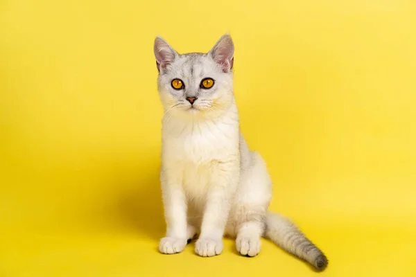 Gato Escocés Orejas Rectas Color Plata Chinchilla Con Ojos Color —  Fotos de Stock