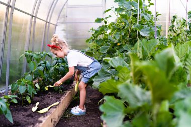 Kürek kemiğiyle serada küçük sarışın bir kız ve tırmık bitkilerle ilgilenir. Bahçıvanlık kavramı.