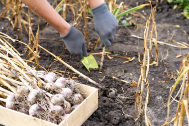 Sarımsak hasat edilir, sebze yetiştirilir..
