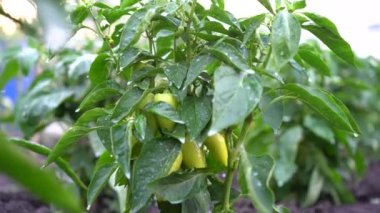 Tarım ve bahçıvanlık. biber ve sebze hasadı