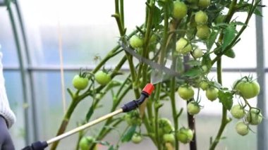Bir kadın domatesleri hastalıklardan ve phytophthora 'dan spreyler ve tedavi eder. Domateslerin Phytophthora kaktüsü, kahverengi çürük. Tarım ve bahçıvanlık. domates hasadı