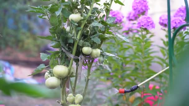 一名妇女喷施和治疗来自疾病和植物胸腔的西红柿 番茄的植物荆棘 褐腐病 农业和园艺 番茄收获 — 图库视频影像
