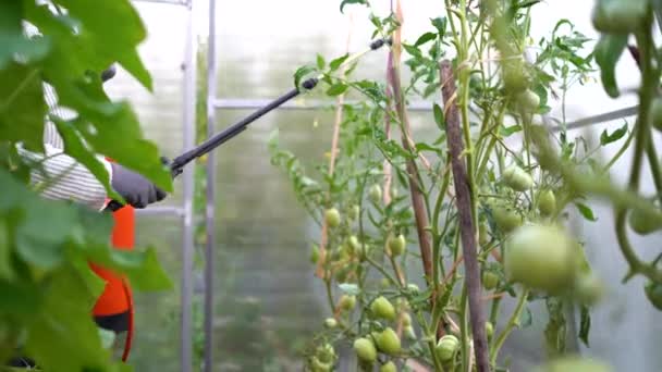 一名妇女喷施和治疗来自疾病和植物胸腔的西红柿 番茄的植物荆棘 褐腐病 农业和园艺 番茄收获 — 图库视频影像