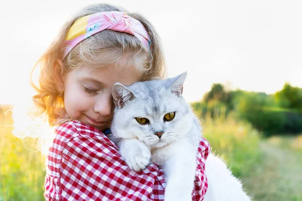 Uma garotinha com um grande gato escocês de orelhas direitas nos braços, amor por animais — Fotografia de Stock