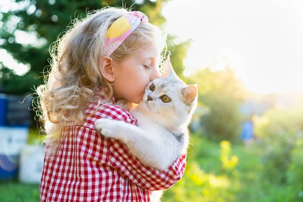 Una niña pequeña con un gran gato blanco escocés de orejas rectas en sus brazos, el amor por los animales — Foto de Stock