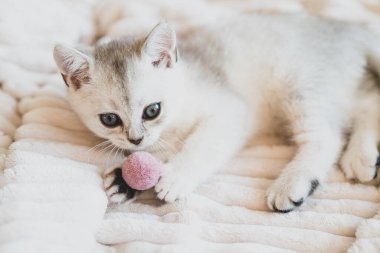 Güzel beyaz İskoç bir kedi yavrusu beyaz pelüş bir battaniyenin üzerinde yatıyor.