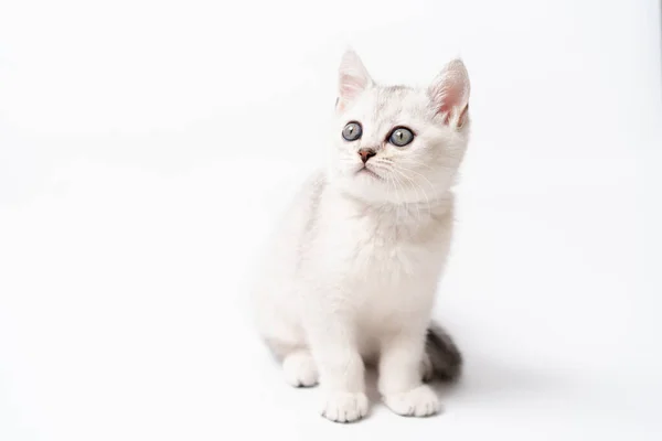 Gatito blanco y gris sobre un fondo blanco, aislado —  Fotos de Stock