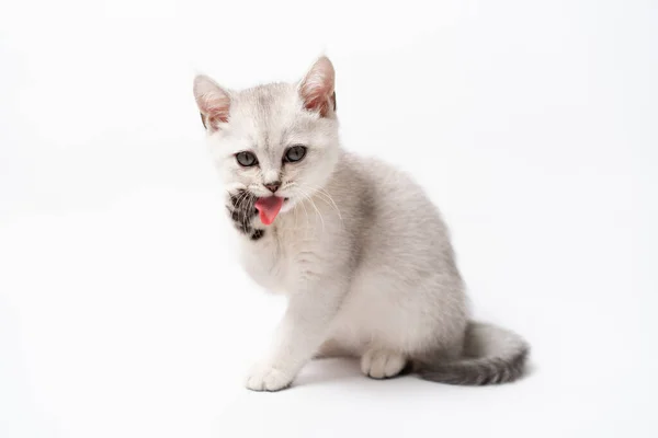 Gatito blanco y gris sobre un fondo blanco, aislado —  Fotos de Stock