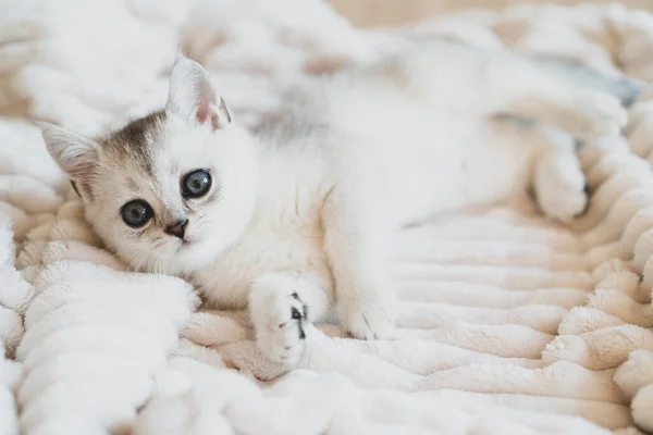 Ein schönes weißes schottisches Kätzchen liegt auf einer weißen Plüschdecke — Stockfoto