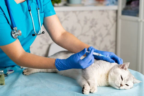 Veterinarian Visit House Makes Injection Thoroughbred Scottish Cat Treatment Pets — Stock Photo, Image