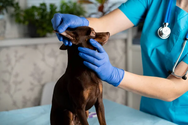 Masada küçük bir teriyer köpeği olan genç bir veteriner kız evcil bir hayvanın kulaklarını inceliyor..