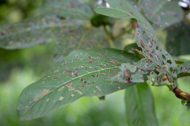 Kurtçuklarla dolu bir ağacın yaprakları.