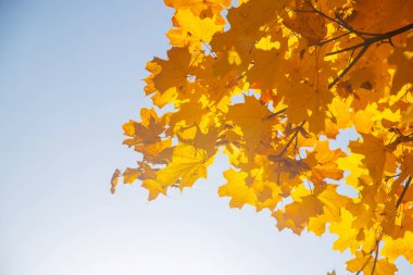 Altın akçaağaç yaprağıyla sonbahar arkaplanı, seçici odaklanma. Doğa