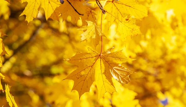 Herbst Hintergrund Mit Goldenem Ahornblatt Selektive Focus Nature — Stockfoto