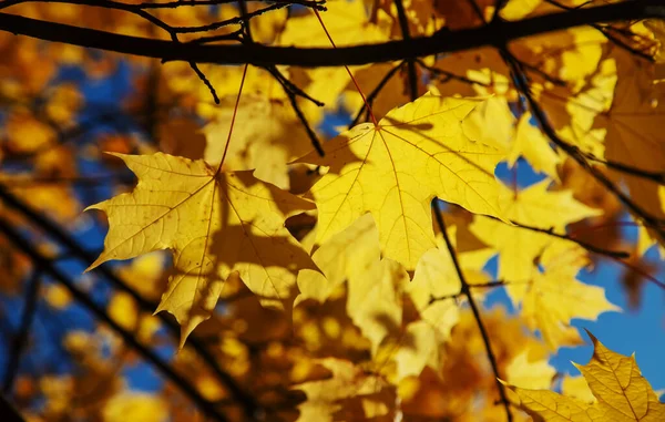 Herbst Hintergrund Mit Goldenem Ahornblatt Selektive Focus Nature — Stockfoto