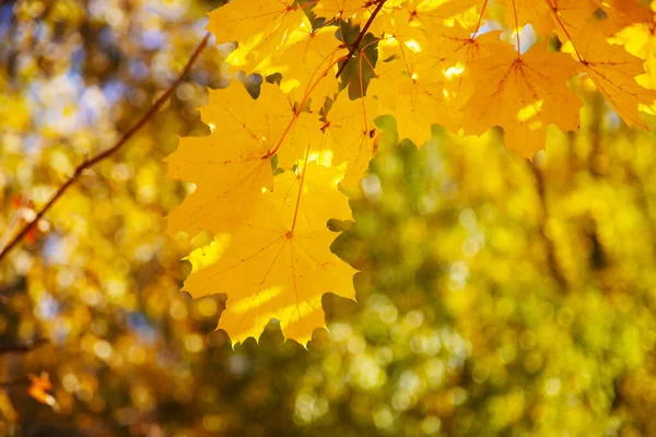 Herbst Hintergrund Mit Goldenem Ahornblatt Selektive Focus Nature — Stockfoto