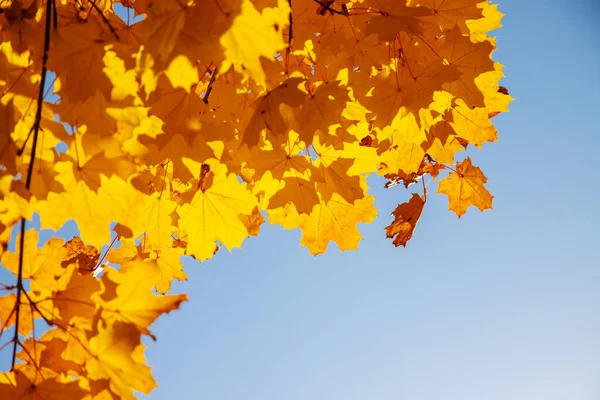 Herbst Hintergrund Mit Goldenem Ahornblatt Selektive Focus Nature — Stockfoto