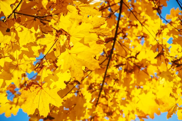 Herbst Hintergrund Mit Goldenem Ahornblatt Selektive Focus Nature — Stockfoto