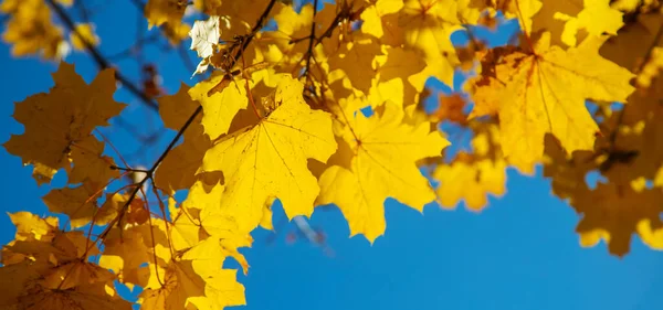 Herbst Hintergrund Mit Goldenem Ahornblatt Selektive Focus Nature — Stockfoto