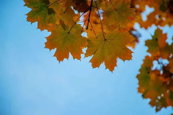 Herbst Hintergrund Mit Goldenem Ahornblatt Selektive Focus Nature — Stockfoto
