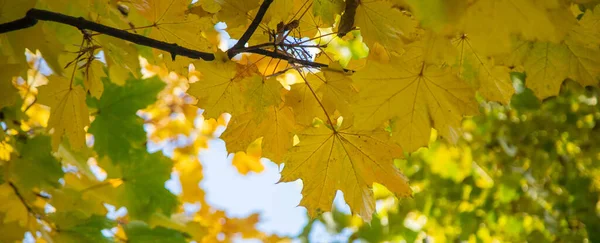 Herbst Hintergrund Mit Goldenem Ahornblatt Selektive Focus Nature — Stockfoto